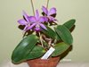 Cattleya walkeriana tipo